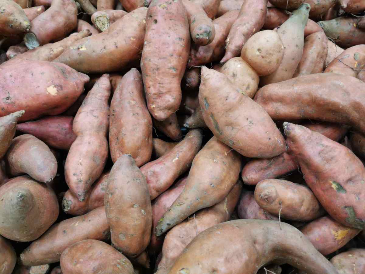 Maori Kumara Sweet Potato