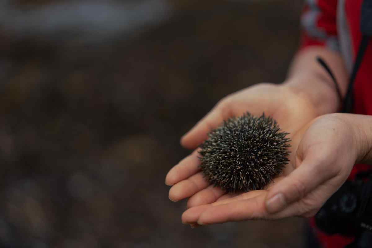 New Zealand Seafood Kina Sea Urchin