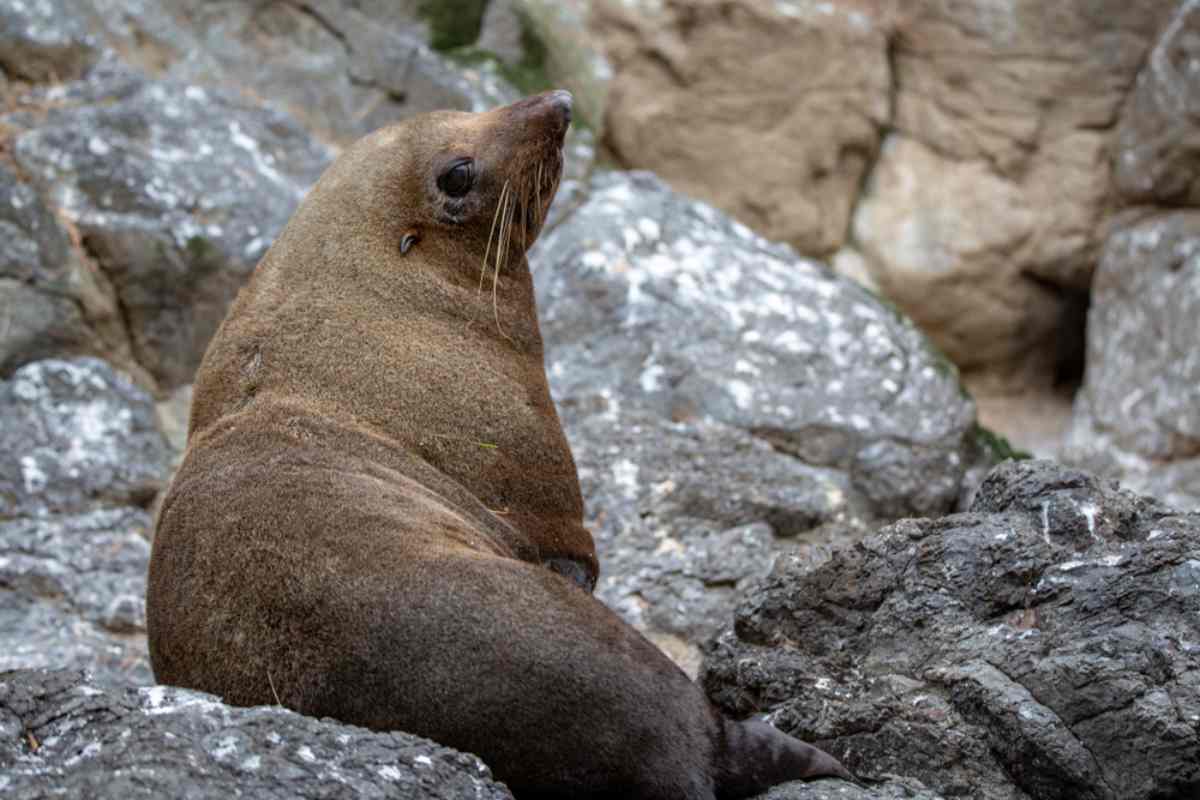 Pohatu Marine Reserve seals