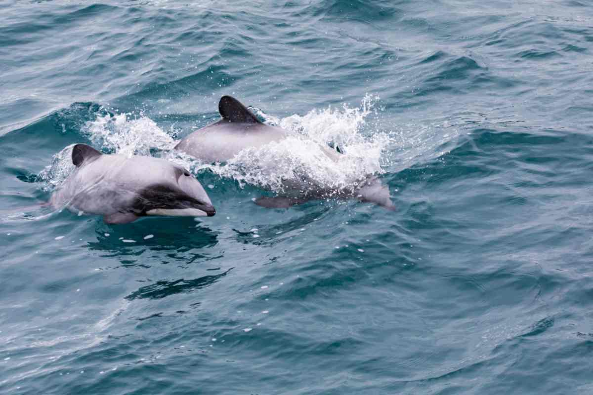 Hector's Dolphins in Akaroa New Zealand