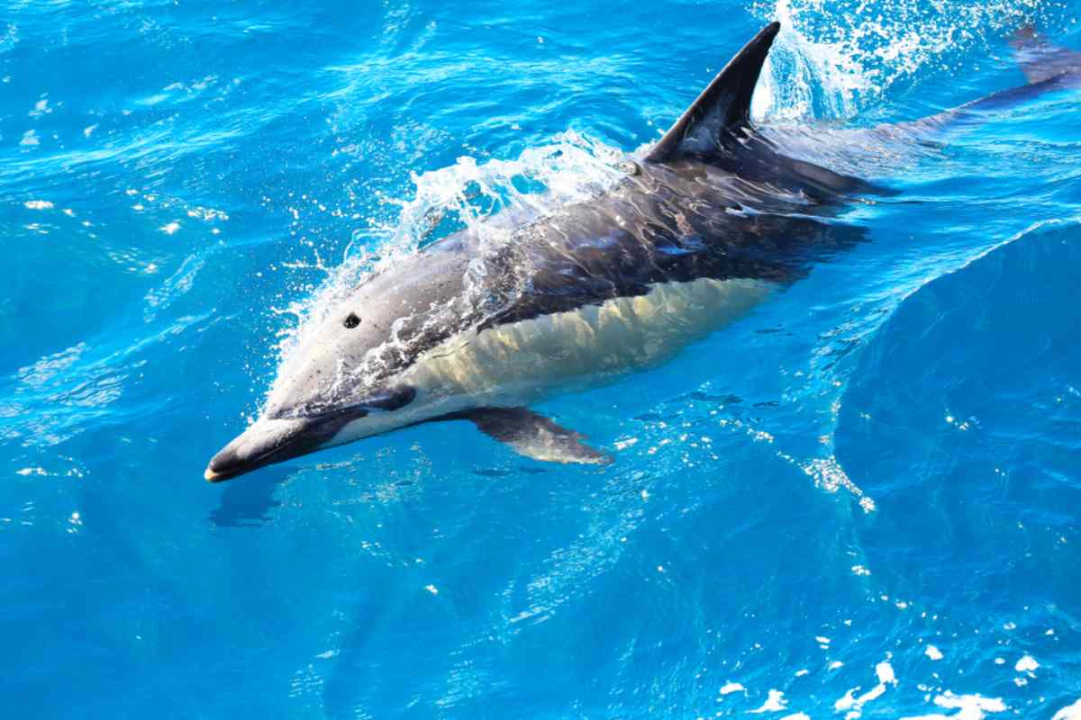 Dolphin in Bay of Islands, New Zealand