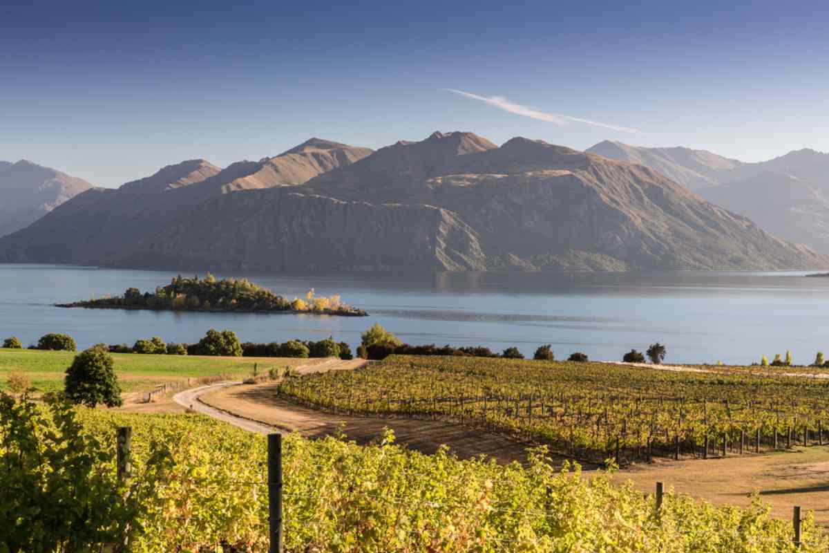 New Zealand vineyard lake wanaka