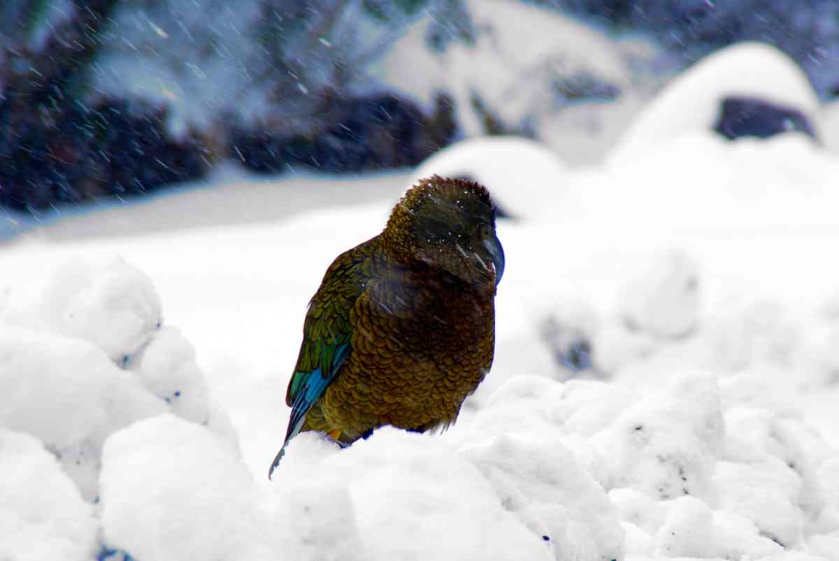 nz bird in the snow