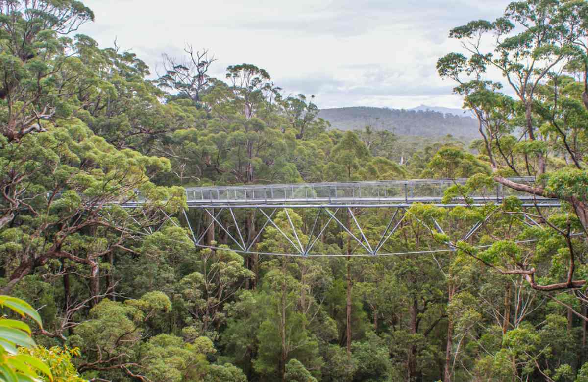 Hokitika Tree Tops