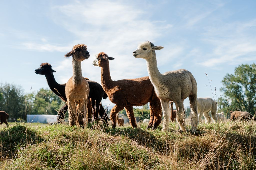 Gem Alpaca Stud Gem Alpaca Stud
