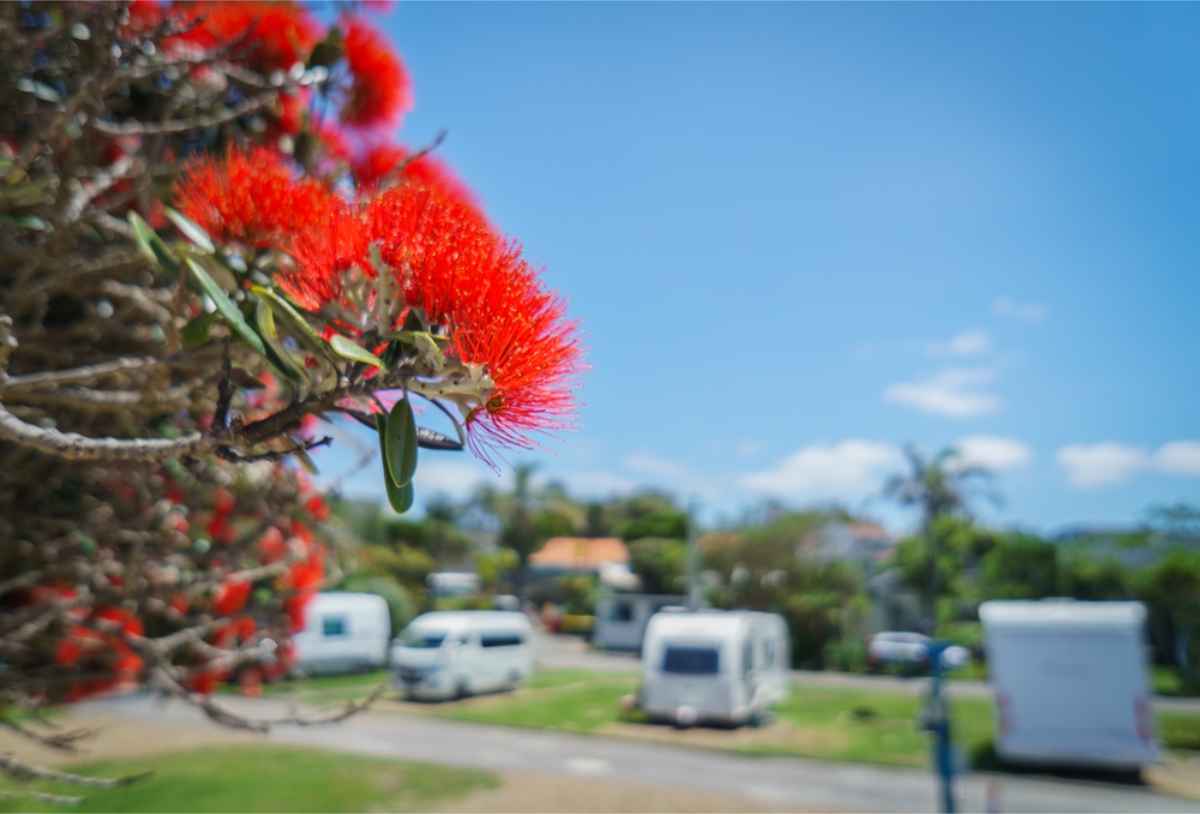 Holiday park in NZ with motorhomes and campers parked